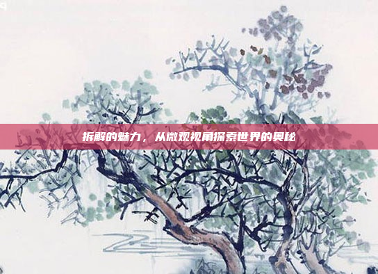 拆解的魅力,从微观视角探索世界的奥秘